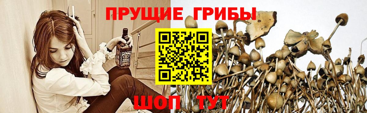 Мефедрон  Вход с VPN  ГАШИШ  Бошки Шишки  A PVP СК кристаллы  Кингисепп  Мефедрон кристаллы 